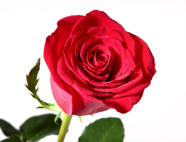 Red rose on white Stock Image