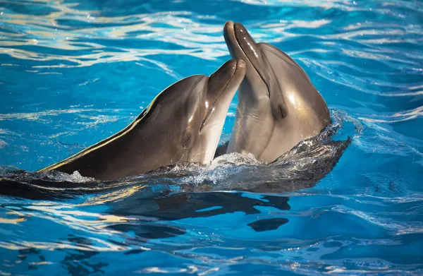 Танцующая пара дельфинов — стоковое фото