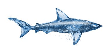 Water shark clipart