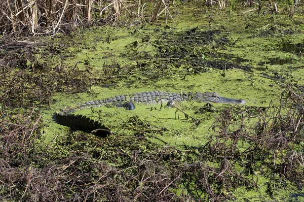 Aligator w alg wypełnione bagna — Zdjęcie stockowe
