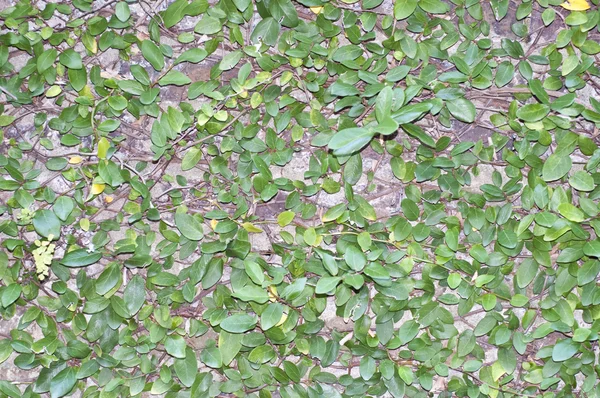 Zielonych liści na tle ściany — Zdjęcie stockowe