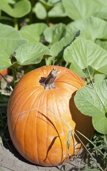 Parche de calabaza de Halloween de otoño —  Fotos de Stock