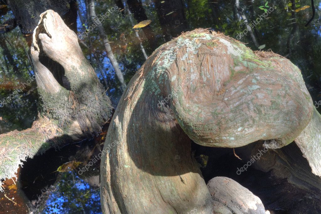 Cypress Knots in Swamp — Stock Photo © brookefuller 7239456