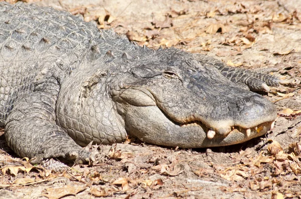 stock image Close Up of Alligator