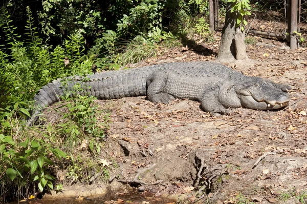 Długość pełne aligatora — Zdjęcie stockowe