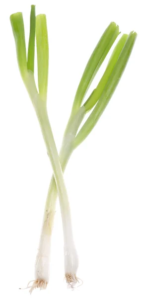 Весенний зеленый лук — стоковое фото