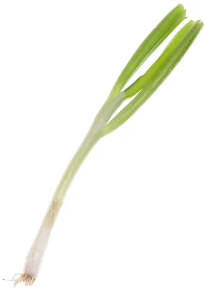 봄 녹색 양파 — 스톡 사진