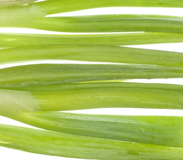 Cebula wiosna zielony — Zdjęcie stockowe