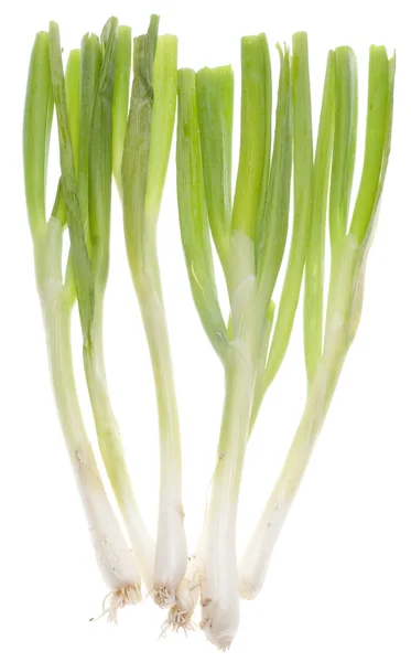 Cebola verde Primavera — Fotografia de Stock