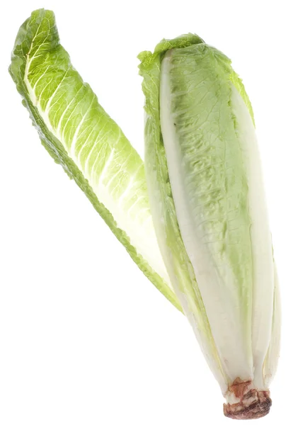Romaine Lettuce — Stock Photo, Image