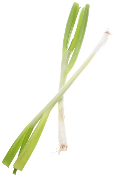 Cebolla de primavera verde —  Fotos de Stock