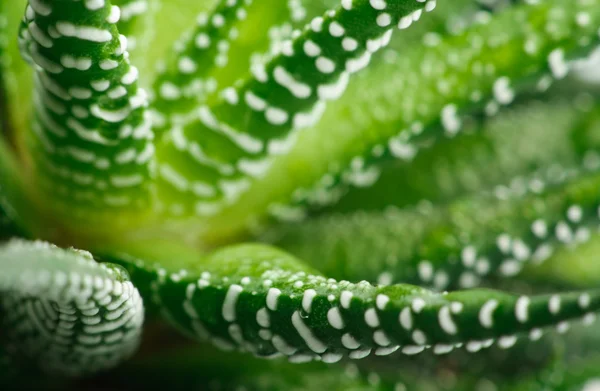 stock image Aloe