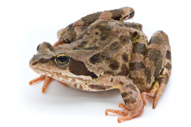 Rana temporaria. Grass frog on white background. clipart