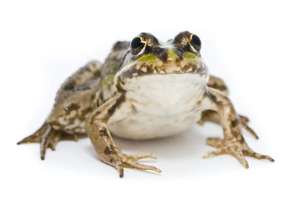 林蛙 ridibunda。在白色背景上的青蛙 — 图库照片
