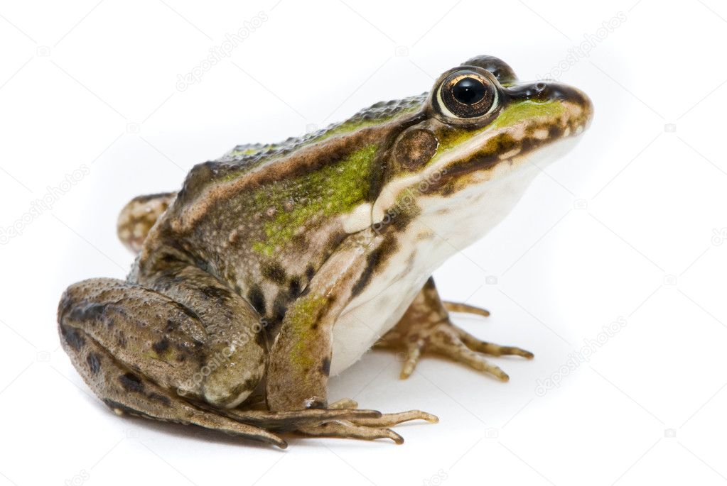 Rana ridibunda. Frog on white background