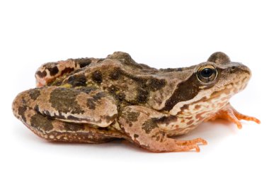 Rana temporaria. Grass frog on white background. clipart