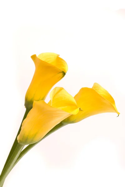 Callas amarillas sobre un blanco — Foto de Stock