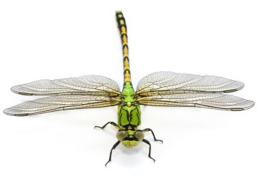 Ophiogomphus cecilia. Green Snaketail dragonfly on a white backg clipart