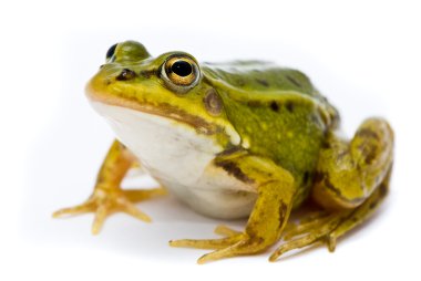 Rana esculenta. Green (European or water) frog on white backgrou clipart