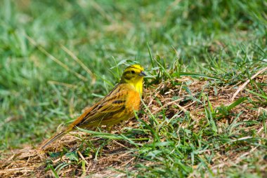 Bir çim üzerinde Yellowhammer (Emberiza citrinella)