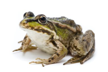 Rana ridibunda. Frog on white background clipart
