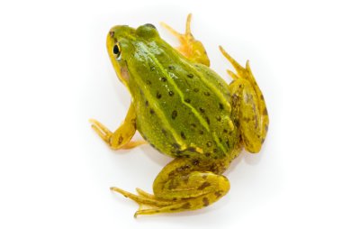Rana esculenta. Yeşil (Avrupa veya su) kurbağa üzerinde beyaz backgrou