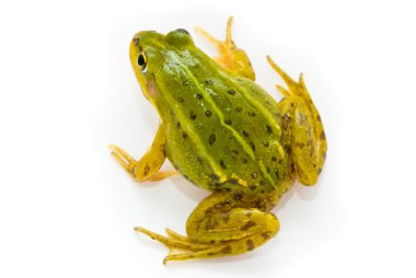 Rana esculenta. Green (European or water) frog on white backgrou clipart