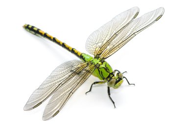 Ophiogomphus cecilia. Green Snaketail dragonfly on a white backg clipart