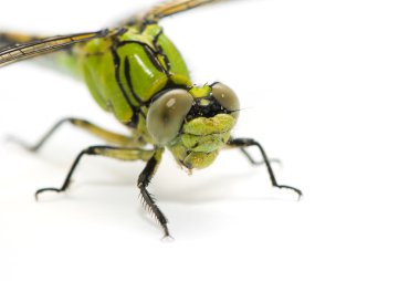 ophiogomphus cecilia. Yeşil snaketail yusufçuk üzerinde beyaz backg