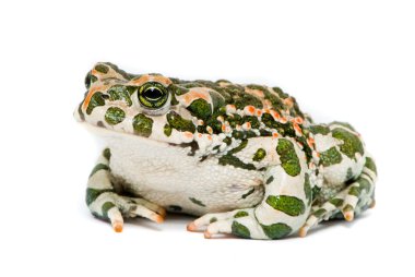 Bufo viridis. Green toad on white background. clipart