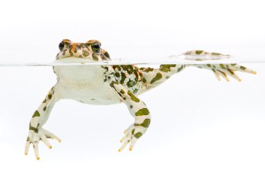 Bufo viridis. Green toad swimming in water on white background. clipart