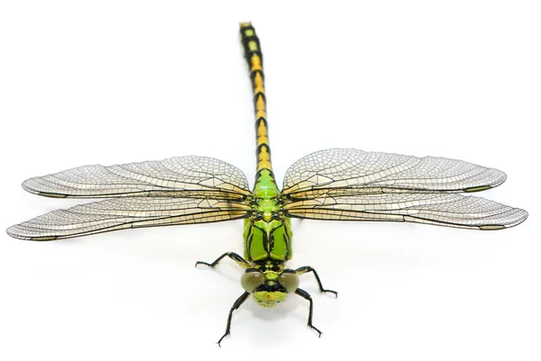Ophiogomphus 塞西莉亚。白色黑色绿色 snaketail 蜻蜓 — 图库照片