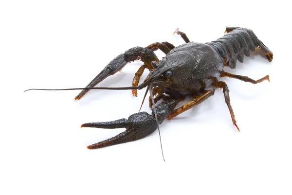 Astacus leptodactylus. Narrow-clawed crayfish on white backgroun — Stock Photo, Image
