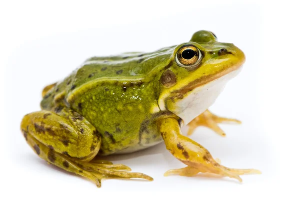 Rana esculenta. Πράσινο βάτραχο (Ευρωπαϊκή ή νερό), σε λευκό φόντο — Φωτογραφία Αρχείου