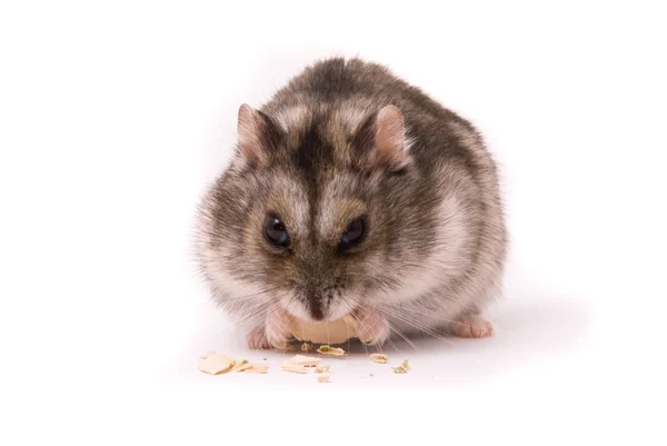 Dwarf hamster eating pumpkin seed — Stock Photo, Image