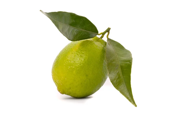 Juicy lime isolated on a white background. — Stock Photo, Image