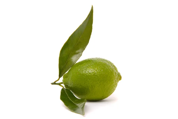 Juicy lime isolated on a white background. — Stock Photo, Image