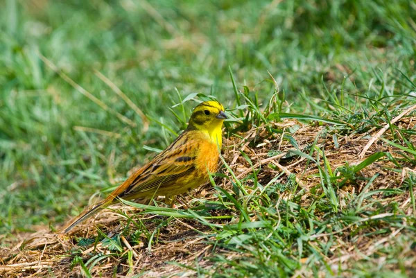 stock image Yellowhammer (Emberiza citrinella) on a grass