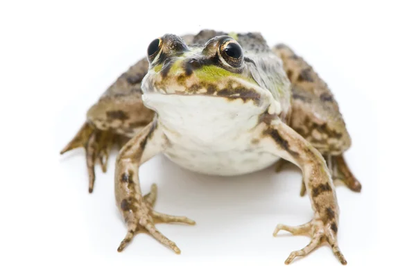 모이 라 ridibunda입니다. 흰색 바탕에 개구리 — 스톡 사진