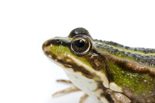 Rana spotbunda. Frosch auf weißem Hintergrund — Stockfoto
