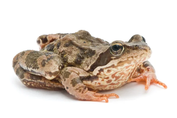 Rana temporaria. трава жаба на білому тлі. — стокове фото