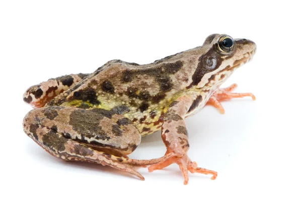 ラナ temporaria。白い背景の上の草蛙. — ストック写真