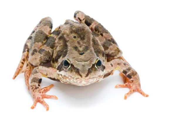 Rana temporaria. Grass frog na bílém pozadí. — Stock fotografie