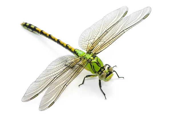 Ophiogomphus cecilia. Green Snaketail dragonfly on a white backg — Stock Photo, Image