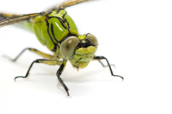 Ophiogomphus cecilia. groene snaketail dragonfly op een witte backg — Stockfoto