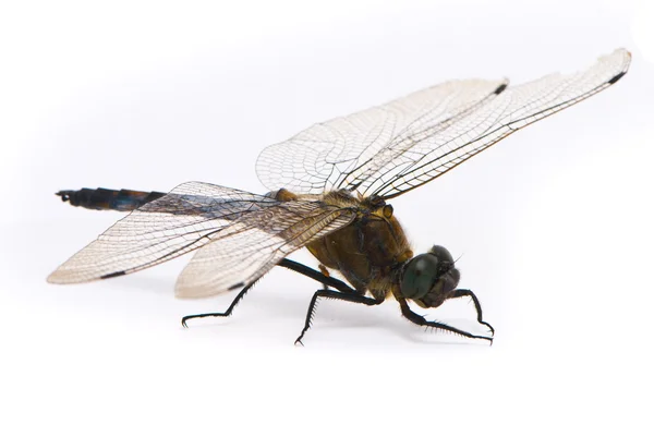 Orthetrum cancellatum. Écharpe à queue noire mâle libellule sur wh — Photo