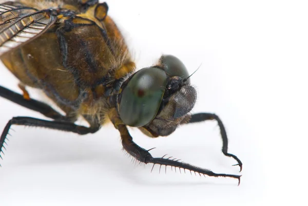 Orthetrum cancellatum. erkek siyah-kuyruk skimmer yusufçuk wh üzerinde — Stok fotoğraf