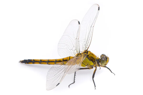 Orthetrum cancellatum. vrouwelijke black-tailed skimmer dragonfly op — Stockfoto