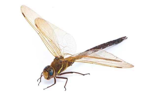 Aeshna cyanea. Zuidelijke Hawker dragonfly (blauw Darner) op wit — Stockfoto
