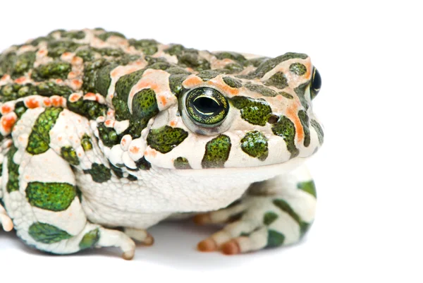 Бухавиридис. Зеленая жаба на белом фоне . — стоковое фото